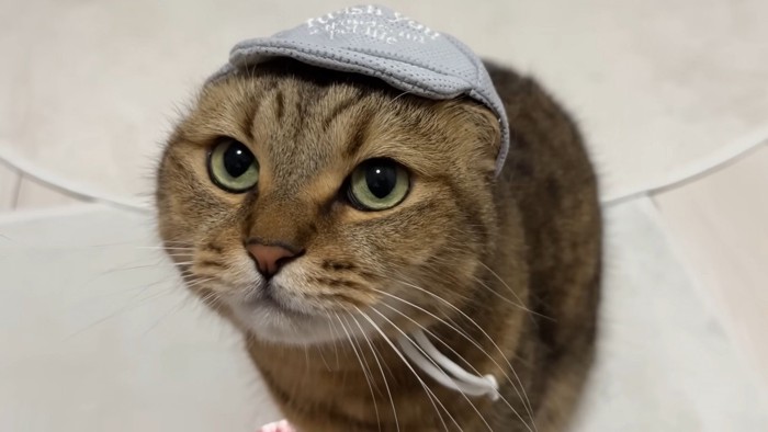 帽子を被ってこちらを見る猫（アップ）
