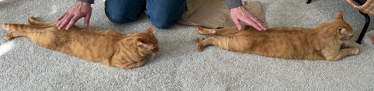 尻を撫でてもらう縦に並ぶ2匹の猫（アップ）