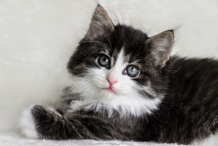 伏せている青みがかった目のノルウェージャンフォレストキャットの子猫