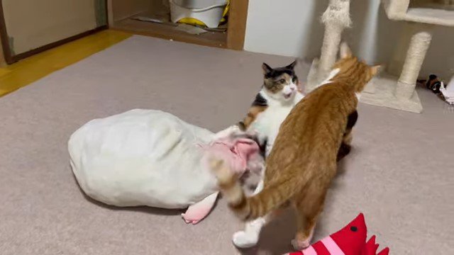 飛びかかろうとする2匹の猫