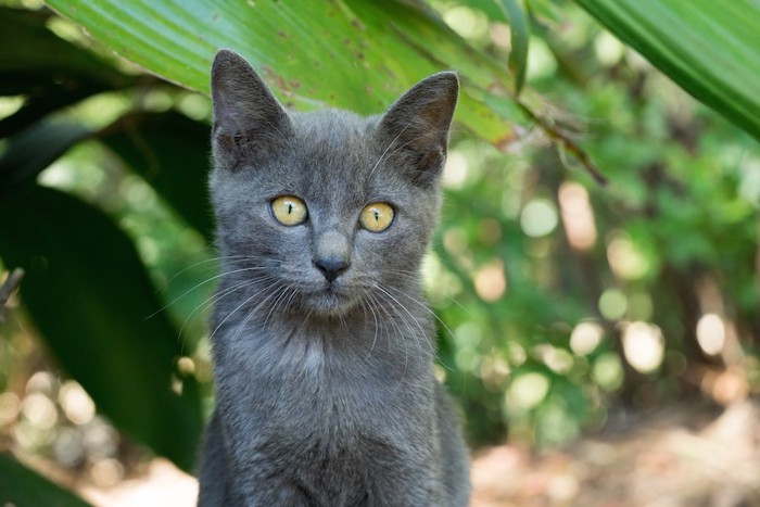 こちらを見つめる野良猫