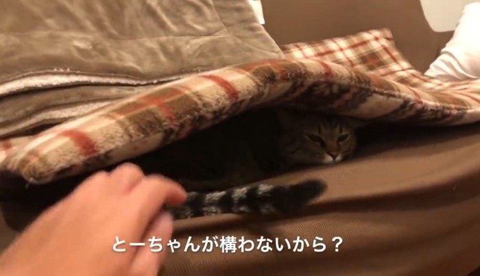 ソファの座布団の下に潜り込んでいる猫