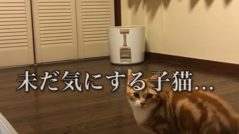 クローゼットを見ている猫