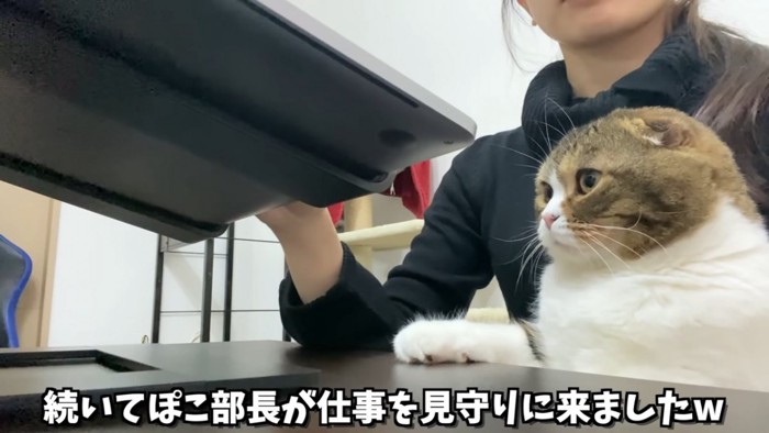 人の膝の上に座る折れ耳猫