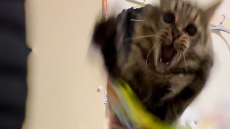遊んでいる猫
