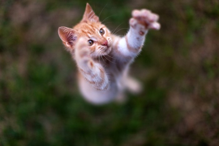 両手を広げて飛び上がる猫