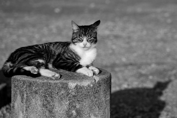 屋外にたたずむ猫
