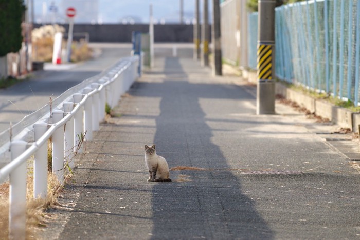 ポツンといる猫