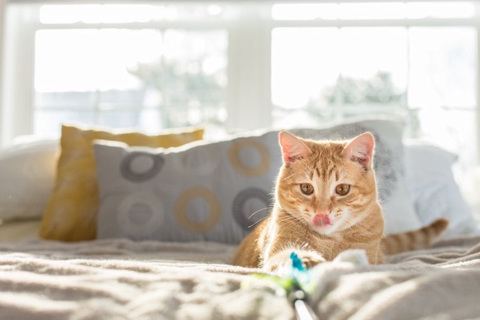 ベッドの上で猫じゃらしで遊ぶ猫