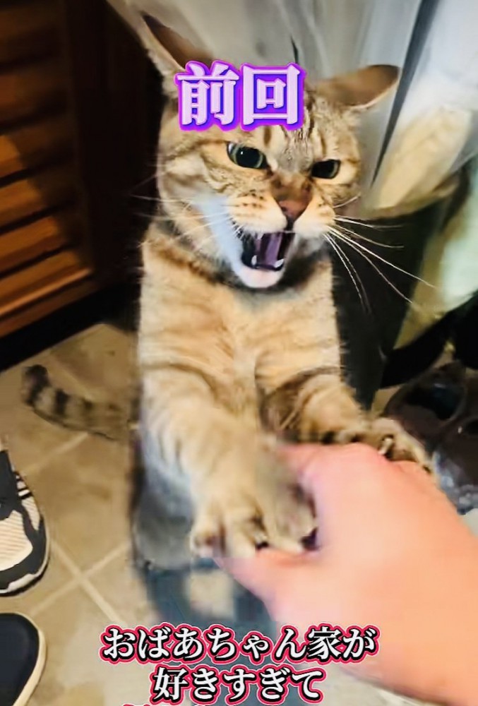 パパさんに猫パンチするキジトラ猫