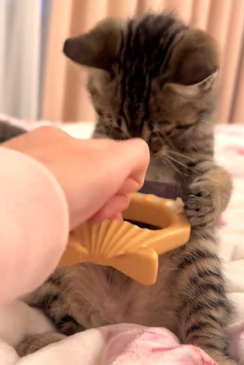 姿勢を伸ばしてブラシを両手で持つ猫