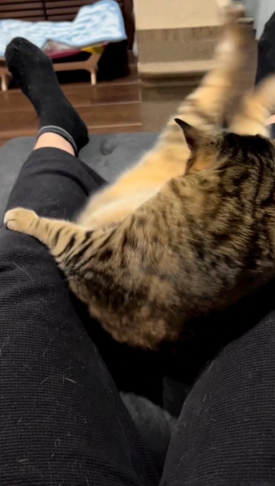 右へ体をよじる猫