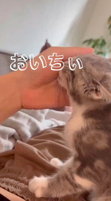 女性の手のひらに顔を当てる子猫