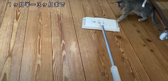 フローリングワイパーに猫パンチする子猫