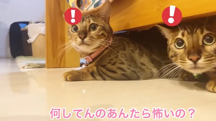 家具の下に隠れる猫