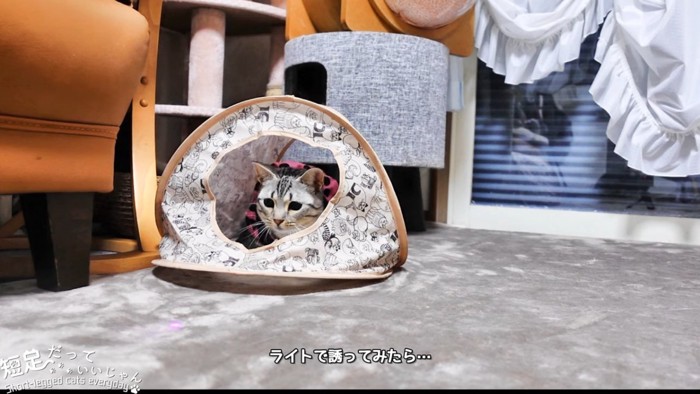 ハウスの中にいる猫