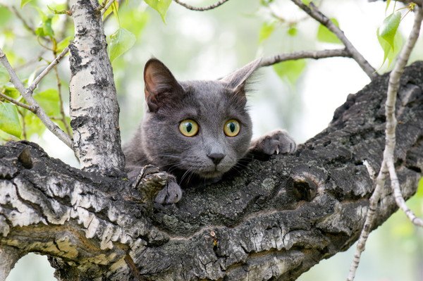 木の上にいる猫