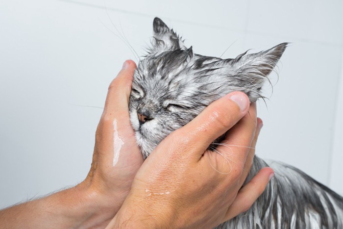 ケアを受ける猫