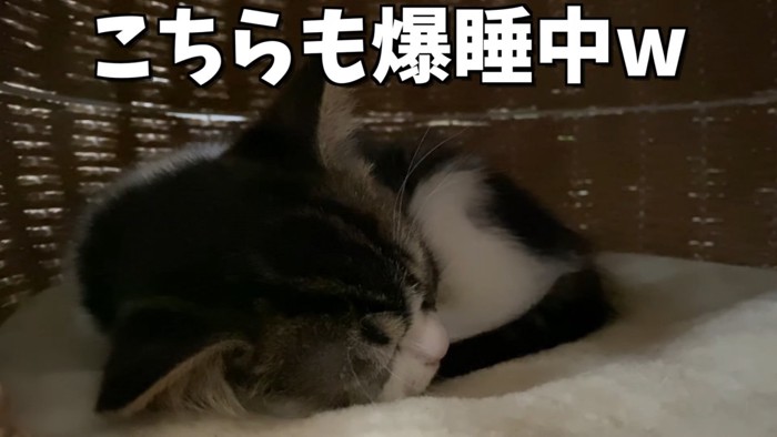 眠る子猫