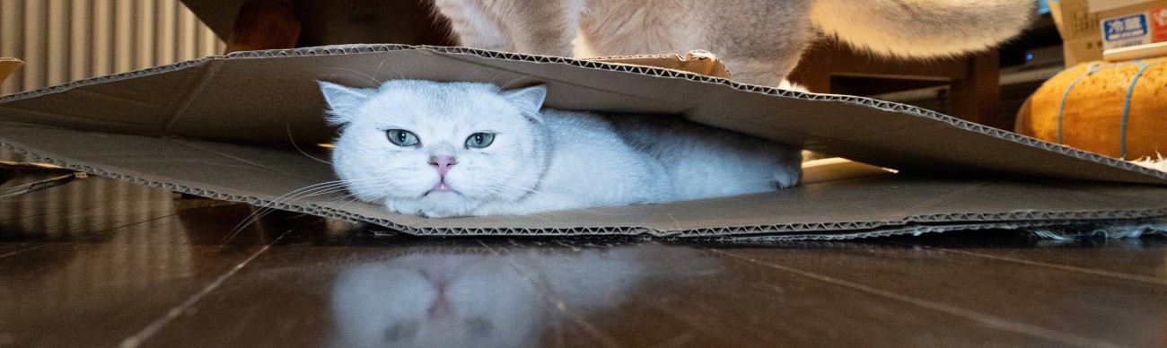 段ボールに入った猫