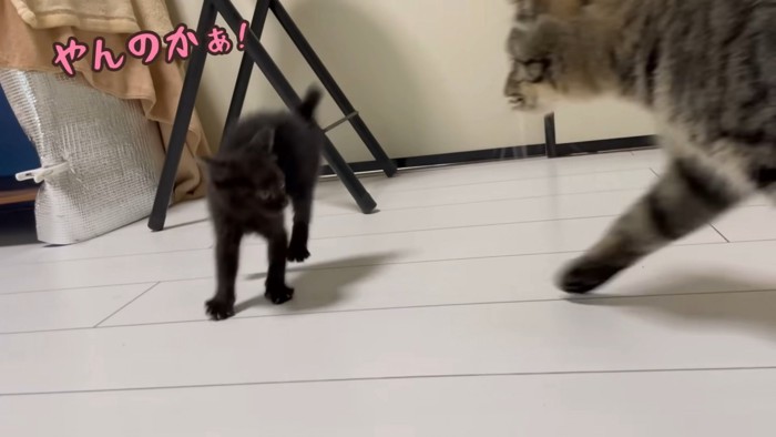 やんのかステップする子猫