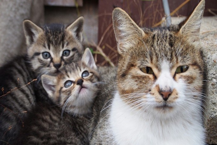 猫の親子