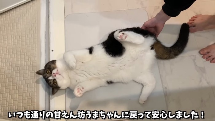 仰向けの猫