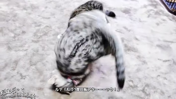 猫の背中