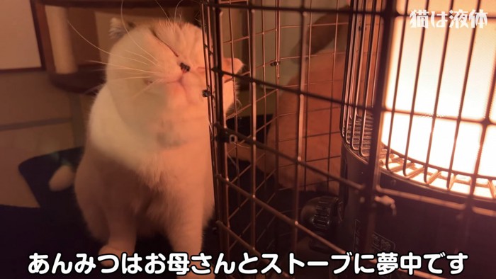 目を閉じる猫