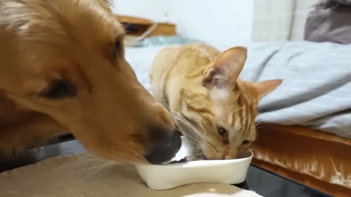 猫の肉が気になる犬