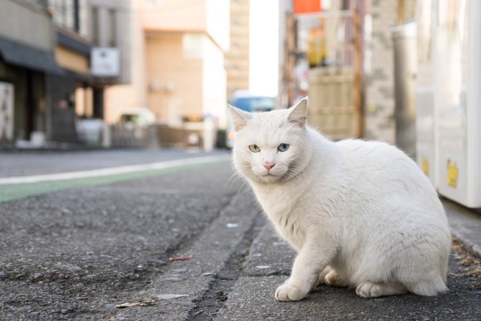 路上をさまよう猫