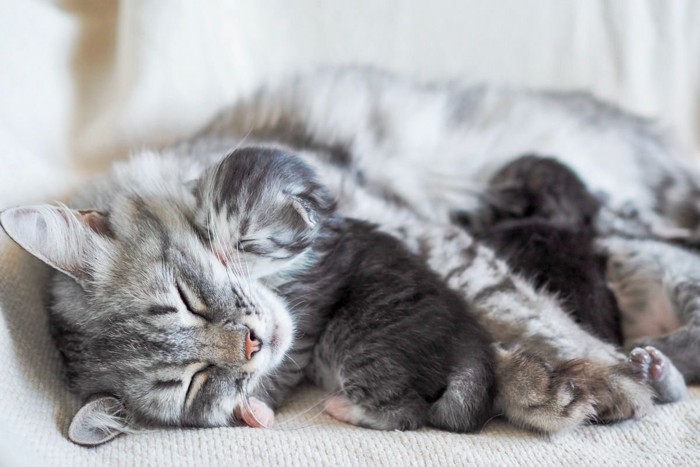 .母猫に甘える子猫