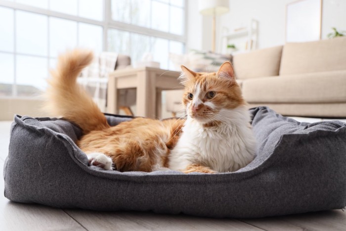 ベッドでくつろぐ猫