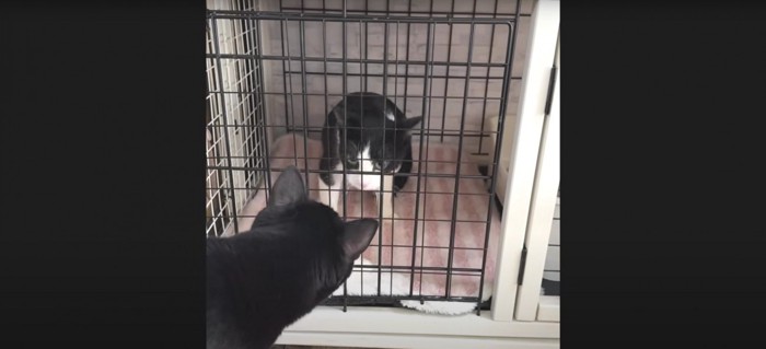 ケージの中の猫と外にいる猫