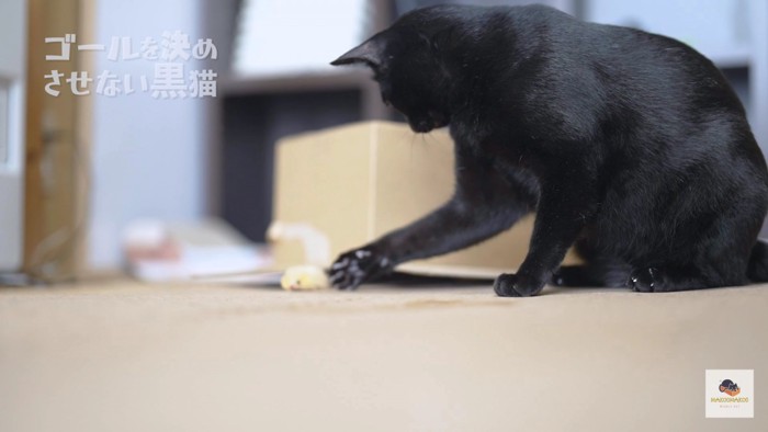 オモチャをさわる黒猫