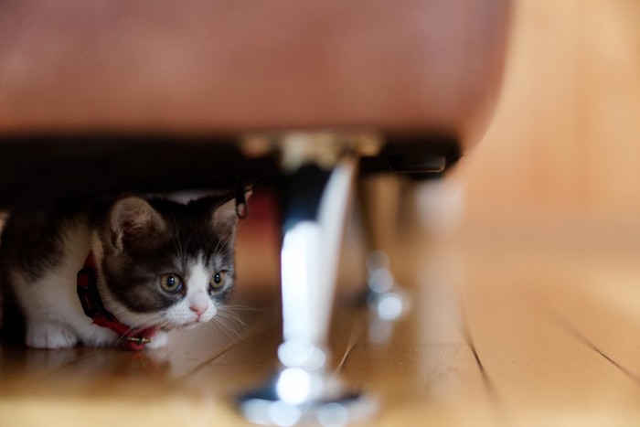 ソファの下に隠れる猫
