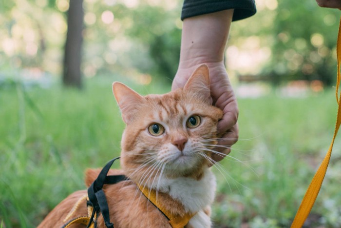 ハーネスをつけた猫