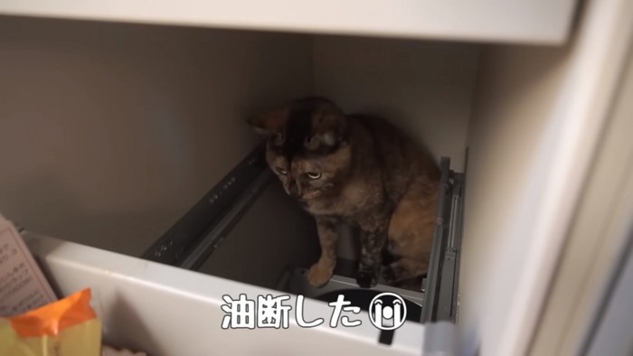 引き出し奥に潜む猫