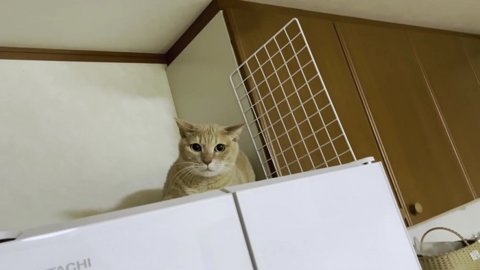 冷蔵庫の上の猫