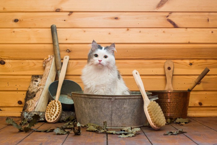 バケツでトイレ中の猫