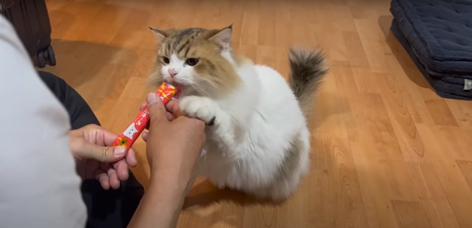 おやつを食べる猫