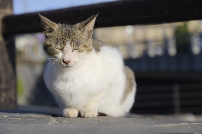 座りながら眠る猫