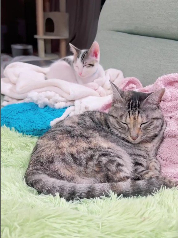 寝ている猫と子猫