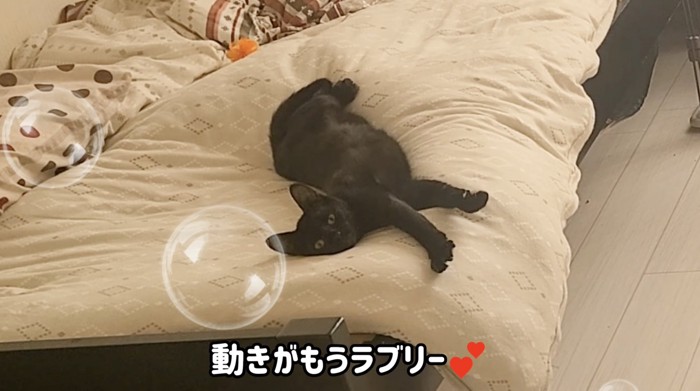 こちらを見てノビる美夜ちゃん