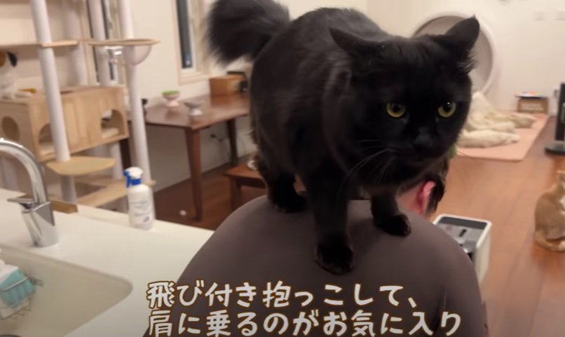 肩に乗る黒猫