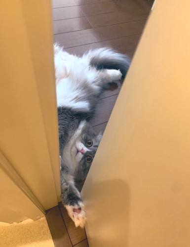 寝転がる猫