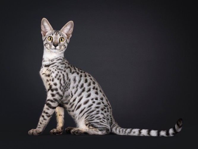座っているシルバーのサバンナキャット