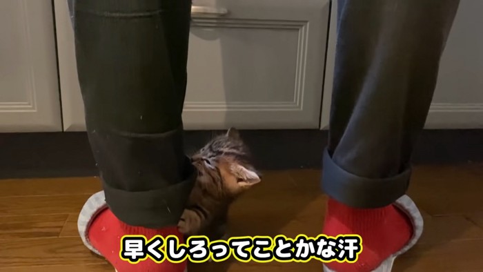 ズボンの裾を噛む子猫