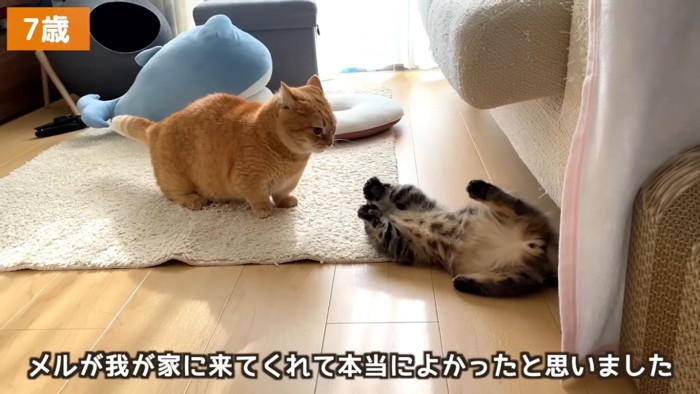 じゃれ合うマンチカンと子猫