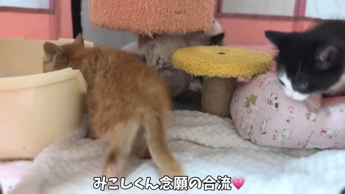 茶トラの子猫の後ろ姿